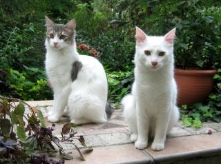 Biete 2 schmusige Türkisch Angora Kater