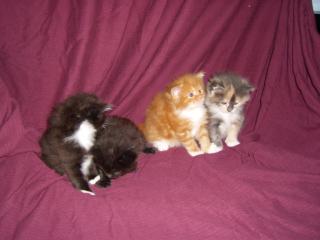 2 reinrassige Main Coon Kitten abzugeben