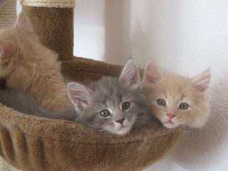 Maine Coon Kitten in blue und creme ab Ende Oktober abzugeben