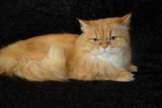 Wunderschöner reinrassiger roter Perserkater mit Näschen