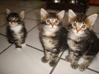 Wunderschöne reinrassige Maine Coon Katzenbabys zu verkaufen