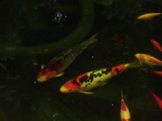 2 wunderschöne und gesunde Koi s