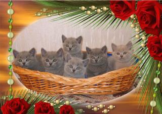 Süße wunderschöne BKH Kitten