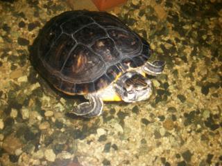 DRINGEND Gelbwangenschmuck-Schildkröte zu verkaufen