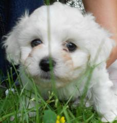 Bichon poil fris Rüde Welpe zu verkaufen VHB