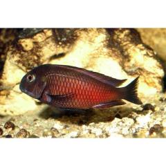 Tropheus Moliro WFNZ