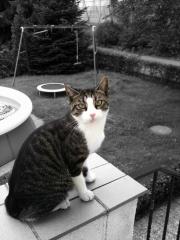 Kater vermisst