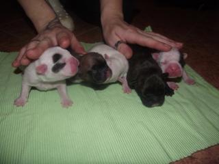 Millas Welpen sind da