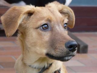 Buddy - Welpe geboren 06/2011 - ein ganz besonderer Welpe