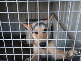 Rex sucht und sucht und sucht