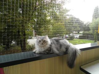 Schmusekater
