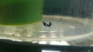 Geistermantis Phyllocrania Paradoxa