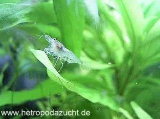 Schwegbarnelen 20 Stück