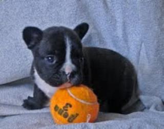 Französisch Bulldogge Welpen.