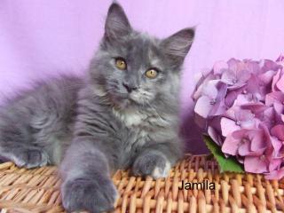 . Traumhaft schönes Maine Coon Kitten in BLUE .