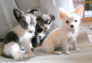 Kleinen Kurz- u. Langhaar Chihuahua-Welpen