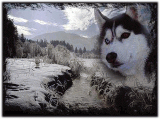 Husky-Camp-Eifel, Therapie Abenteuer-Camp Sucht Sponsoren