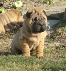 Erstklassige, süße Shar-Pei Welpen