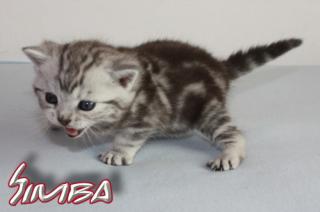 BKH Kitten abzugeben