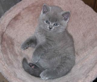 Süße wunderschöne BKH Kitten -