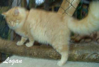 Norwegische Waldkatzen Babys und Jungkater 16 Monate an nette Menschen abzugeben