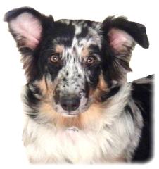 Australian Shepherd - Welpe 6 mon. reinrassig Rüde - Blue Merle