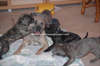 Deckmeldung Alanos vom Braunschweiger Land