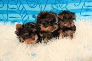 Mini Yorkshire Terrier Welpen Rüde Weibchen