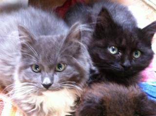 Maine Coon Kitten