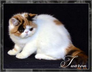 Wundschönen Exotic SH Kitten