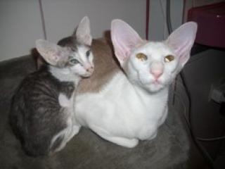 Siamkatzen OKH Peterbald