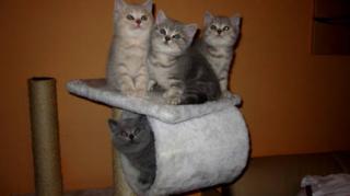 Reinrassige BKH Kitten suchen neues Zuhause