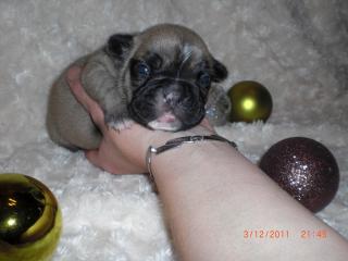 Französische Bulldogge Welpen Blau fawn