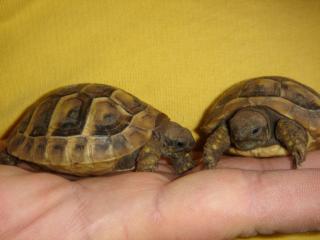 Griechische Landschildkröten NZ 2021