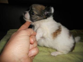 Chihuahua Zwergpinscher Prager Rattler Mini Welpen abzugeben mit Papieren UR