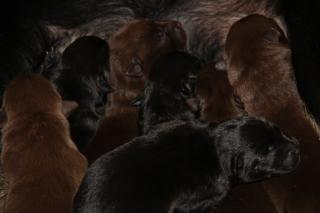 Australian Kelpie Welpen VDH/FCI
