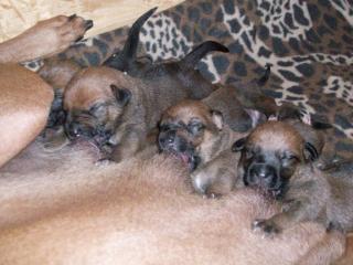 Rhodesian Ridgeback Mix Welpen