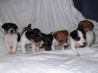 Reinrassige Jack-Russel-Welpen