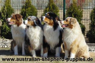 Australian Shepherd Abgabe mitte März 2021 mit Papiere.