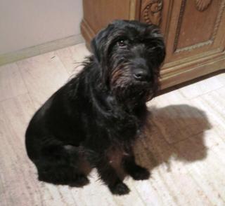 Pudelpointerdame sucht neues Zuhause