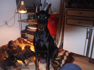 Dobermann Welpen zu verkaufen
