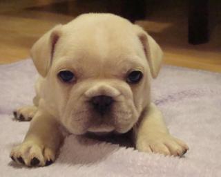 Typvolle Französische Bulldoggen Welpen