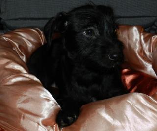 Seltene Zwergpinscher / Shih-Tzu Mix-Welpen