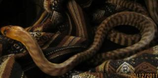 Woma Python Aspidites Ramsayi 1. 0 DNZ 2021