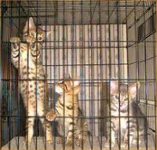Traumhaft schöne Bengalkitten von BanBilar