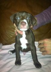 Liebenswerte Schmusewelpen Pitbull Rednose suchen ihr neues Zuhause