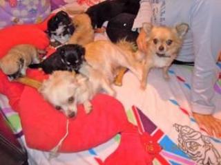 Chihuahua Welpen kurzhaar und langhaar
