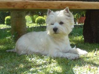 WURFANKÜNDIGUNG West Highland White Terrier Welpen Ende JANUAR 2021