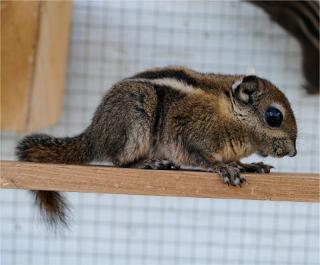 Handzahme Tiere zum verlieben