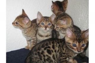 Zwei Bengal Kitten Katzen suchen ein neues zu Hause